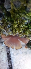 Fungi
