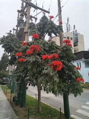 Spathodea campanulata