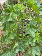 Malva sylvestris