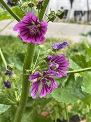 Malva sylvestris
