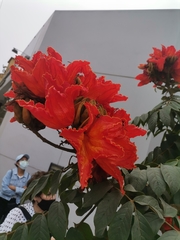 Spathodea campanulata