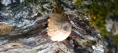 Fungi