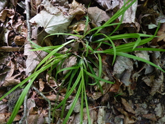 Carex blanda