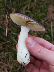 Russula caerulea