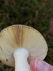 Russula caerulea