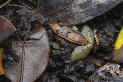 Limnonectes palavanensis