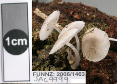 Mycena carmeliana