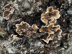 Stereum sanguinolentum