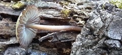 Fungi