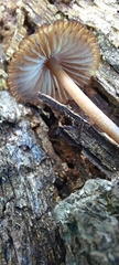 Fungi