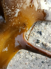 Laminaria hyperborea