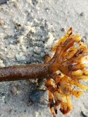 Laminaria hyperborea