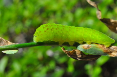 Lepidoptera