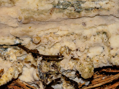 Vesiculomyces citrinus
