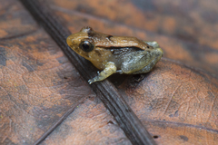 Limnonectes palavanensis