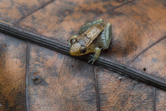 Limnonectes palavanensis
