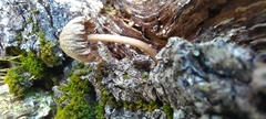 Fungi