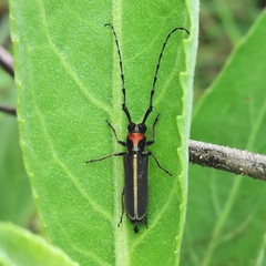Apagomerella versicolor