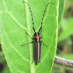 Apagomerella versicolor
