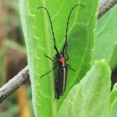 Apagomerella versicolor