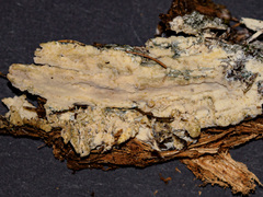 Vesiculomyces citrinus