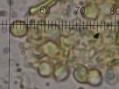 Vesiculomyces citrinus