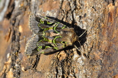 Proteinania achatioides