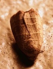 Bagisarinae