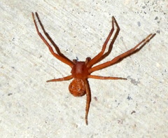 Xysticus funestus