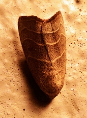 Bagisarinae
