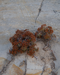 Eriogonum heermannii