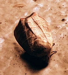 Bagisarinae