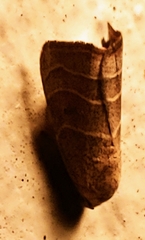 Bagisarinae