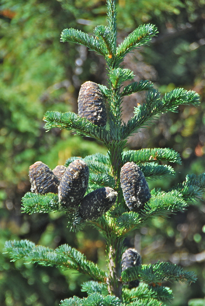 Amabilis