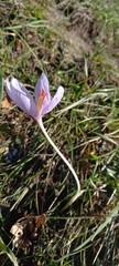Crocus ligusticus