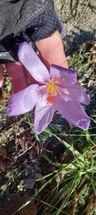 Crocus ligusticus