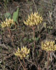 Pseudosedum lievenii