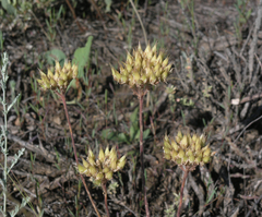 Pseudosedum lievenii