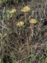 Pseudosedum lievenii