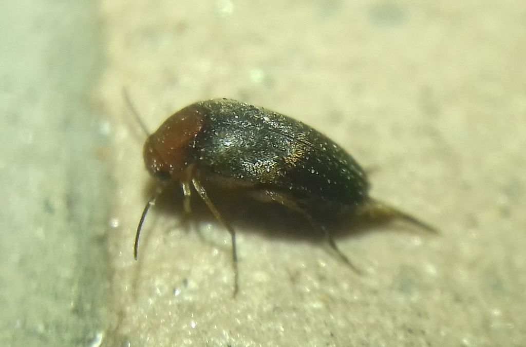 Mordellistena semiferruginea