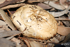 Agaricineae