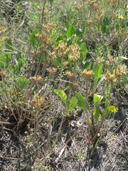 Pseudosedum lievenii