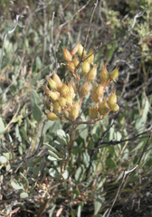 Pseudosedum lievenii