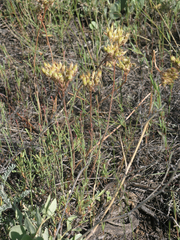 Pseudosedum lievenii