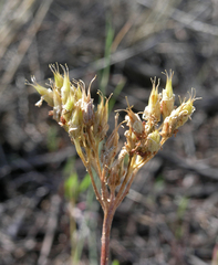 Pseudosedum lievenii
