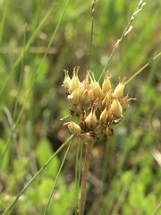 Pseudosedum lievenii