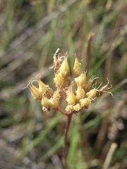 Pseudosedum lievenii