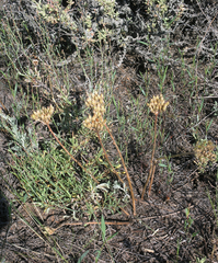 Pseudosedum lievenii