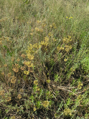 Pseudosedum lievenii