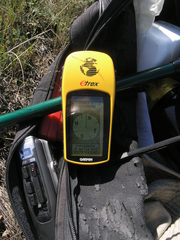 Pseudosedum lievenii